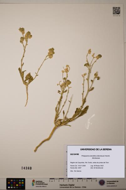 Philippiamra densiflora [Espécimen: ]