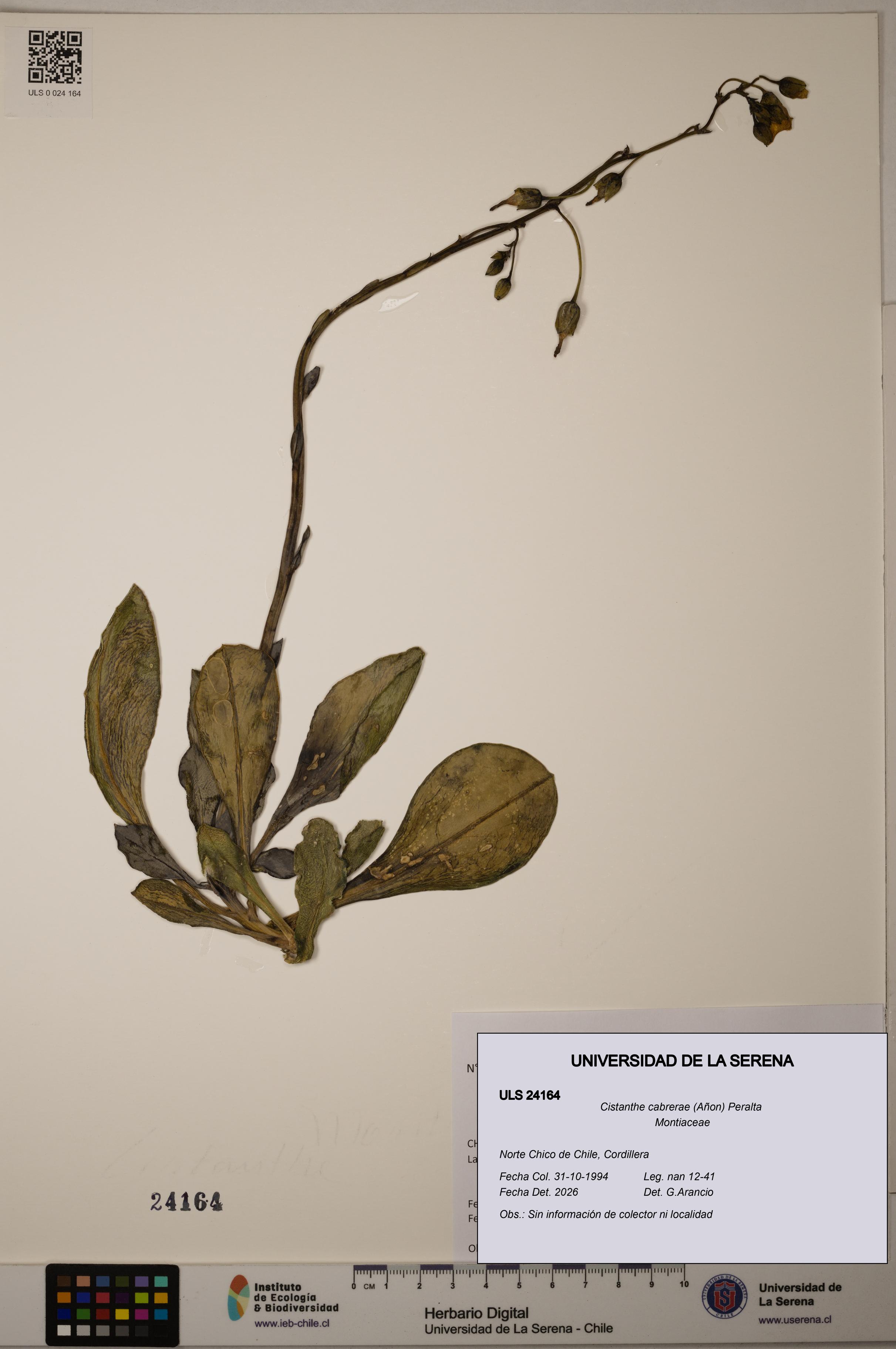 Cistanthe cabrerae [Espécimen: ULS:ULS:0024164]