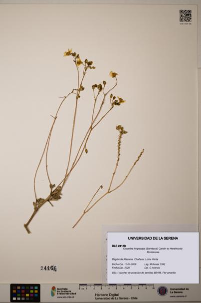 Cistanthe longiscapa [Espécimen: ULS:ULS:0024166]