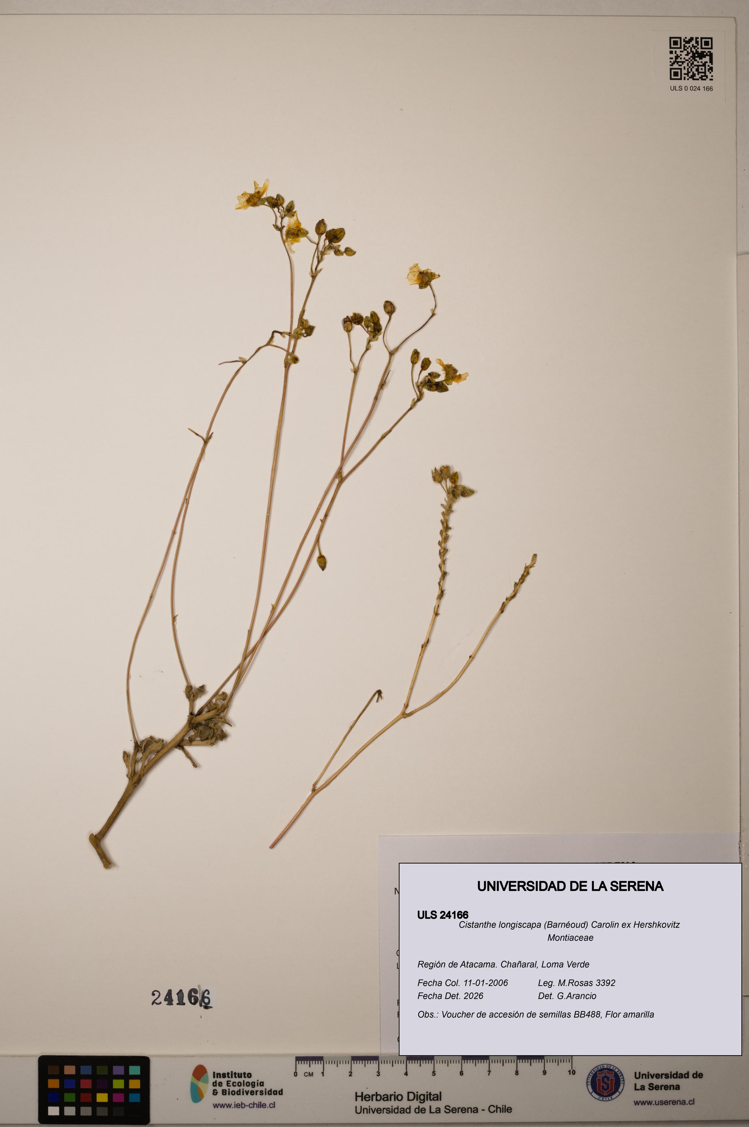 Cistanthe longiscapa [Espécimen: ULS:ULS:0024166]