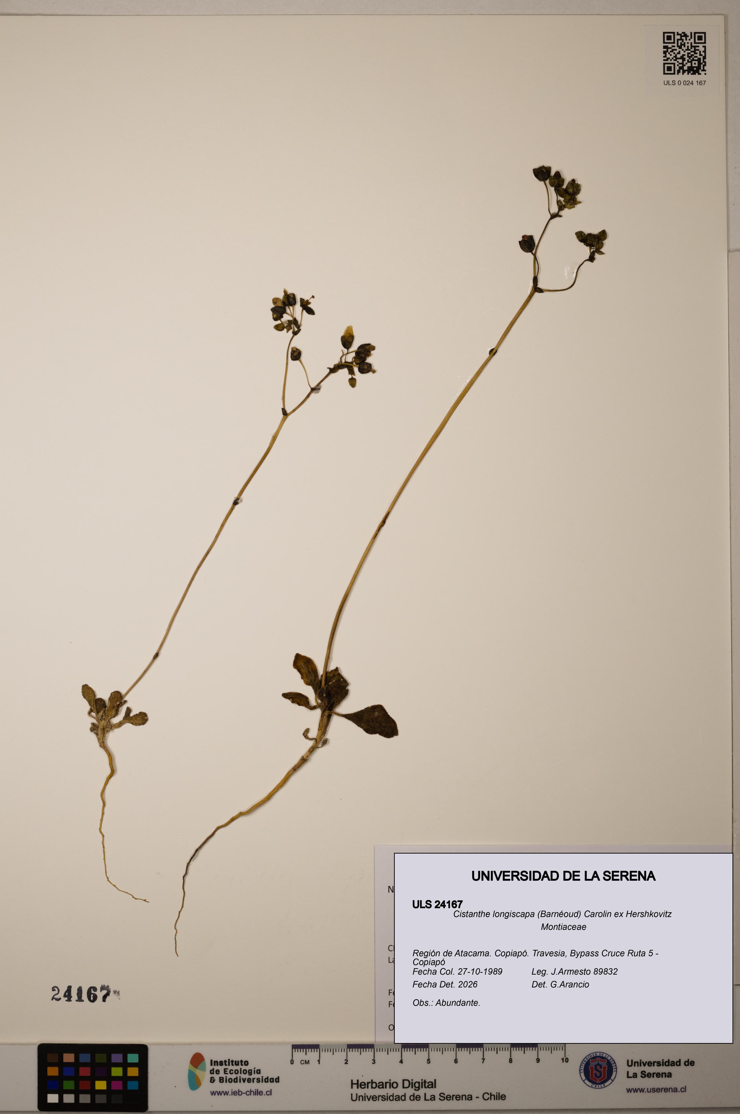 Cistanthe longiscapa [Espécimen: ULS:ULS:0024167]