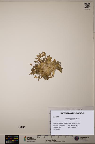 Nototriche argentea [Espécimen: ULS:ULS:0024168]