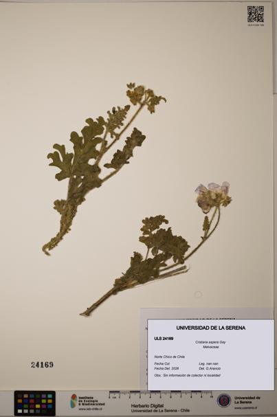 Cristaria aspera [Espécimen: ULS:ULS:0024169]