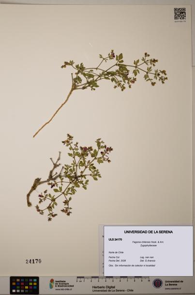 Fagonia chilensis [Espécimen: ULS:ULS:0024170]