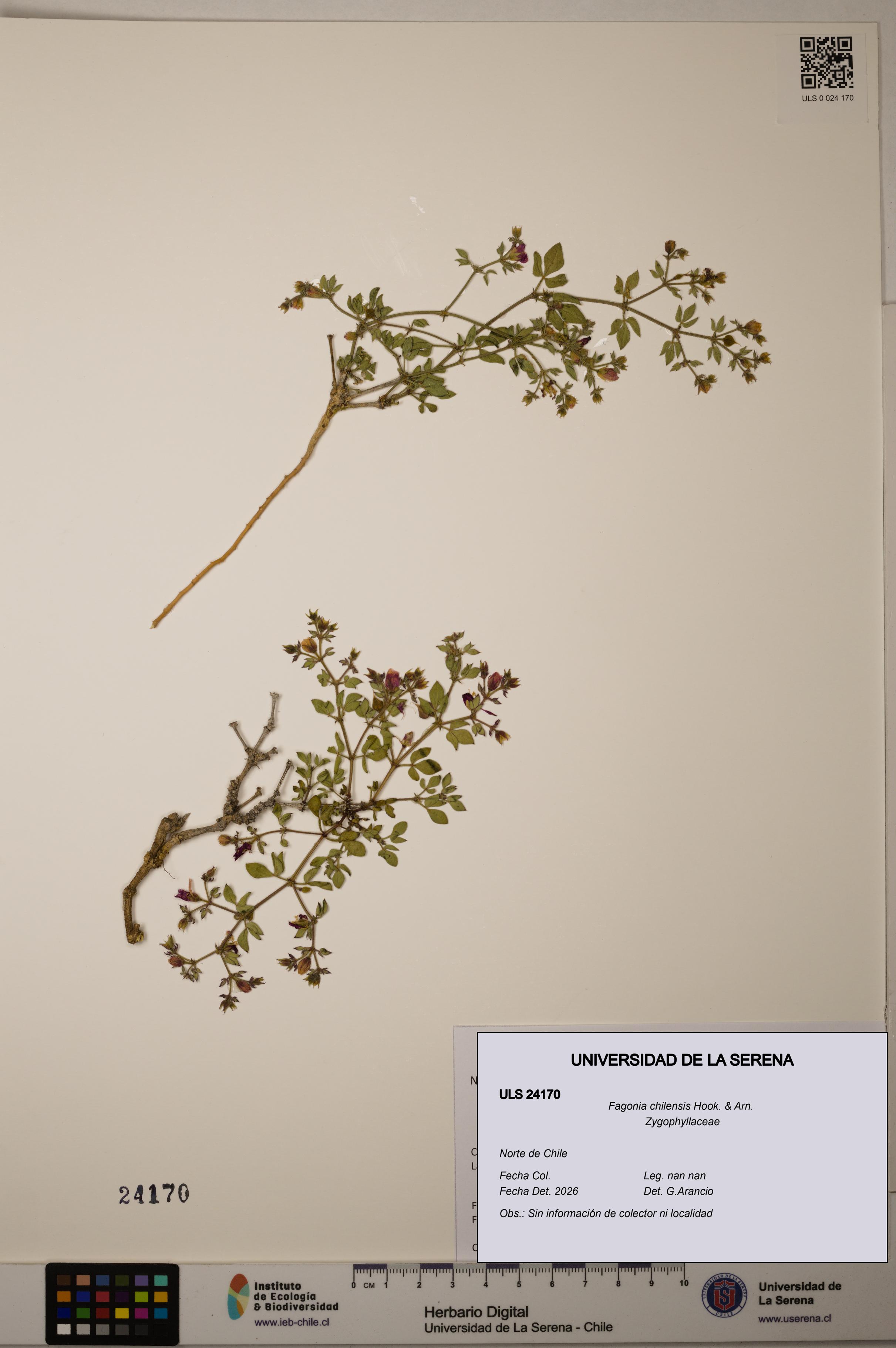 Fagonia chilensis [Espécimen: ULS:ULS:0024170]