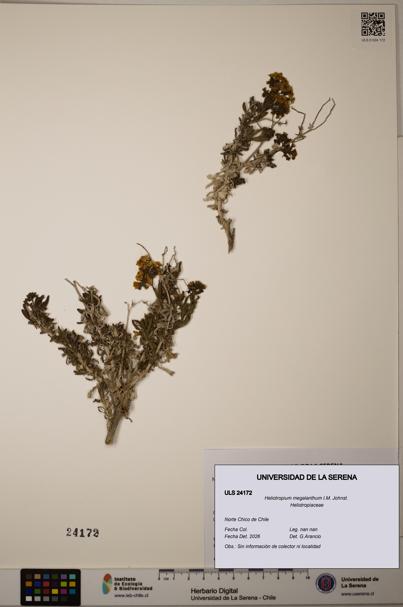 Heliotropium megalanthum [Espécimen: ]