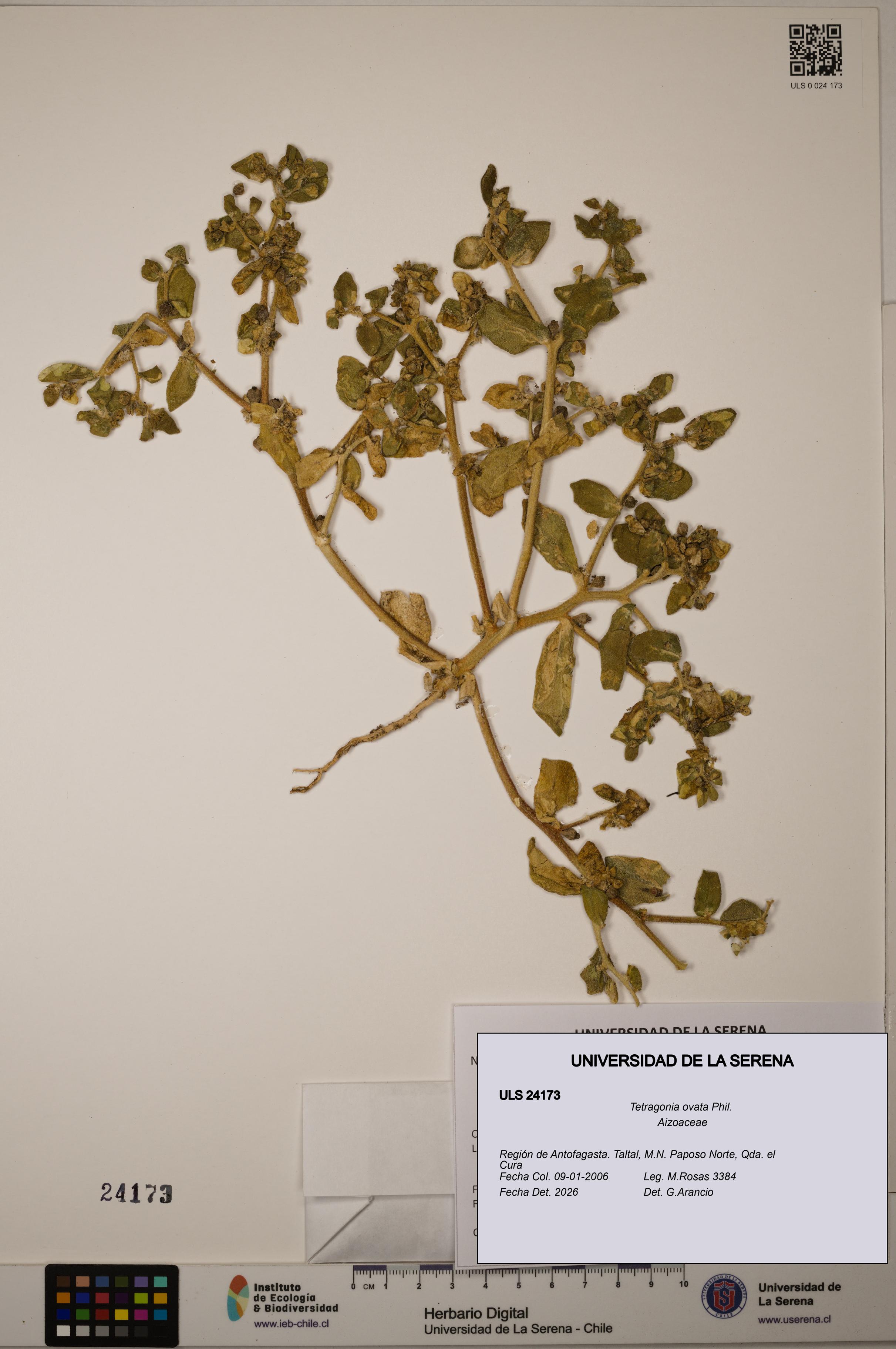 Tetragonia ovata [Espécimen: ULS:ULS:0024173]