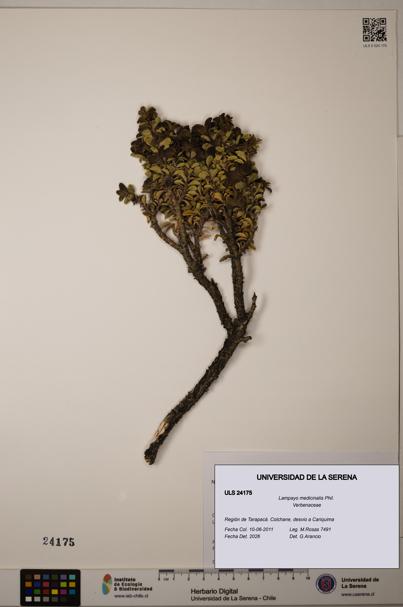 Lampayo medicinalis [Espécimen: ULS:ULS:0024175]