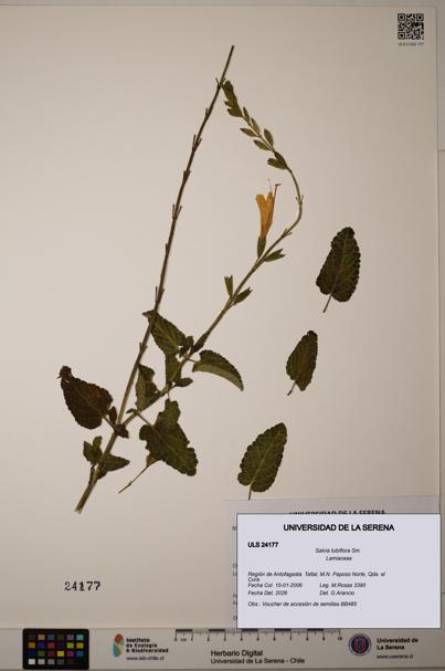 Salvia tubiflora [Espécimen: ULS:ULS:0024177]