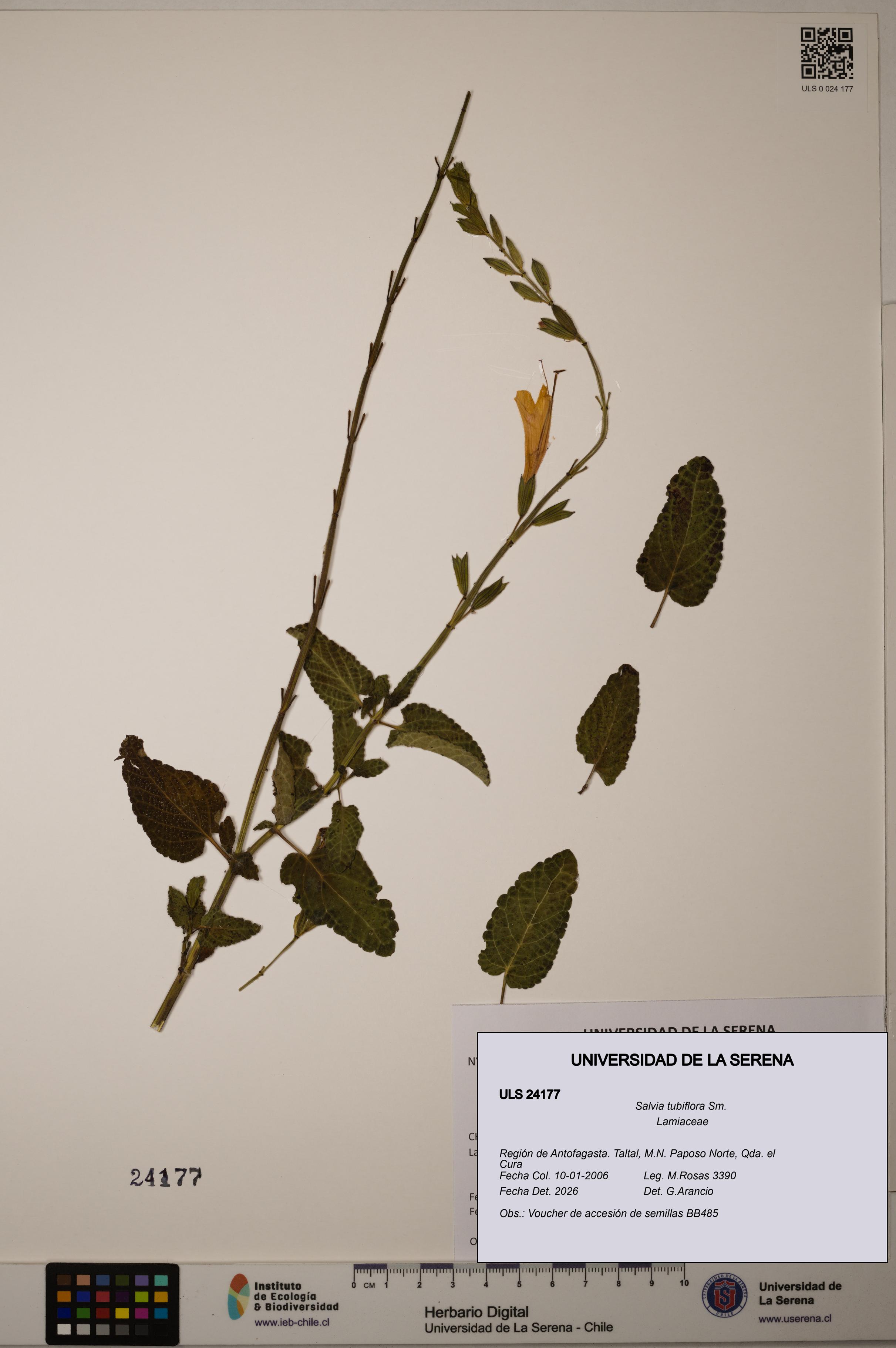 Salvia tubiflora [Espécimen: ULS:ULS:0024177]