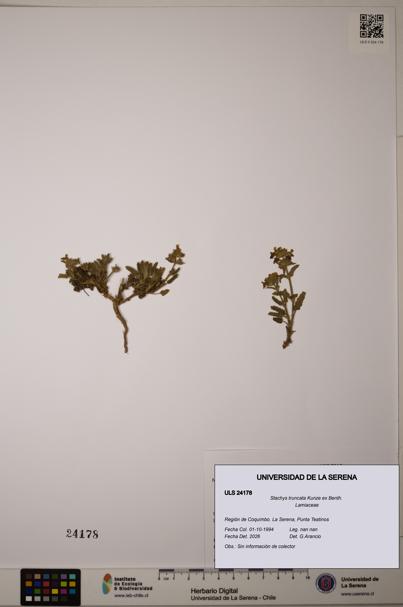Stachys truncata [Espécimen: ULS:ULS:0024178]