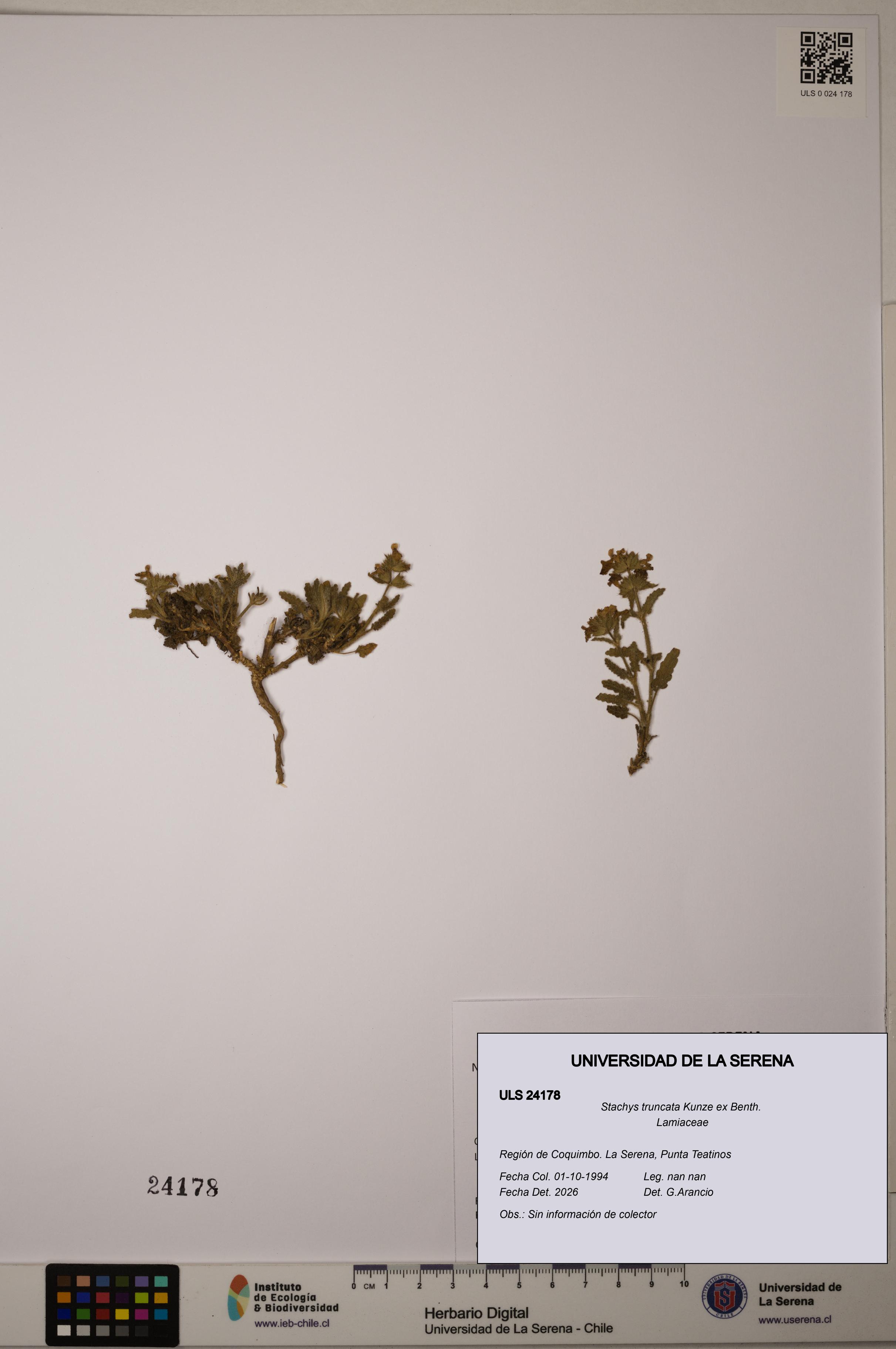 Stachys truncata [Espécimen: ULS:ULS:0024178]