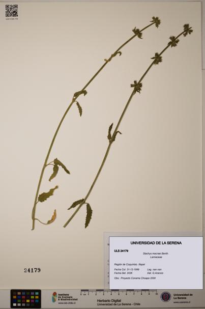 Stachys macraei [Espécimen: ULS:ULS:0024179]