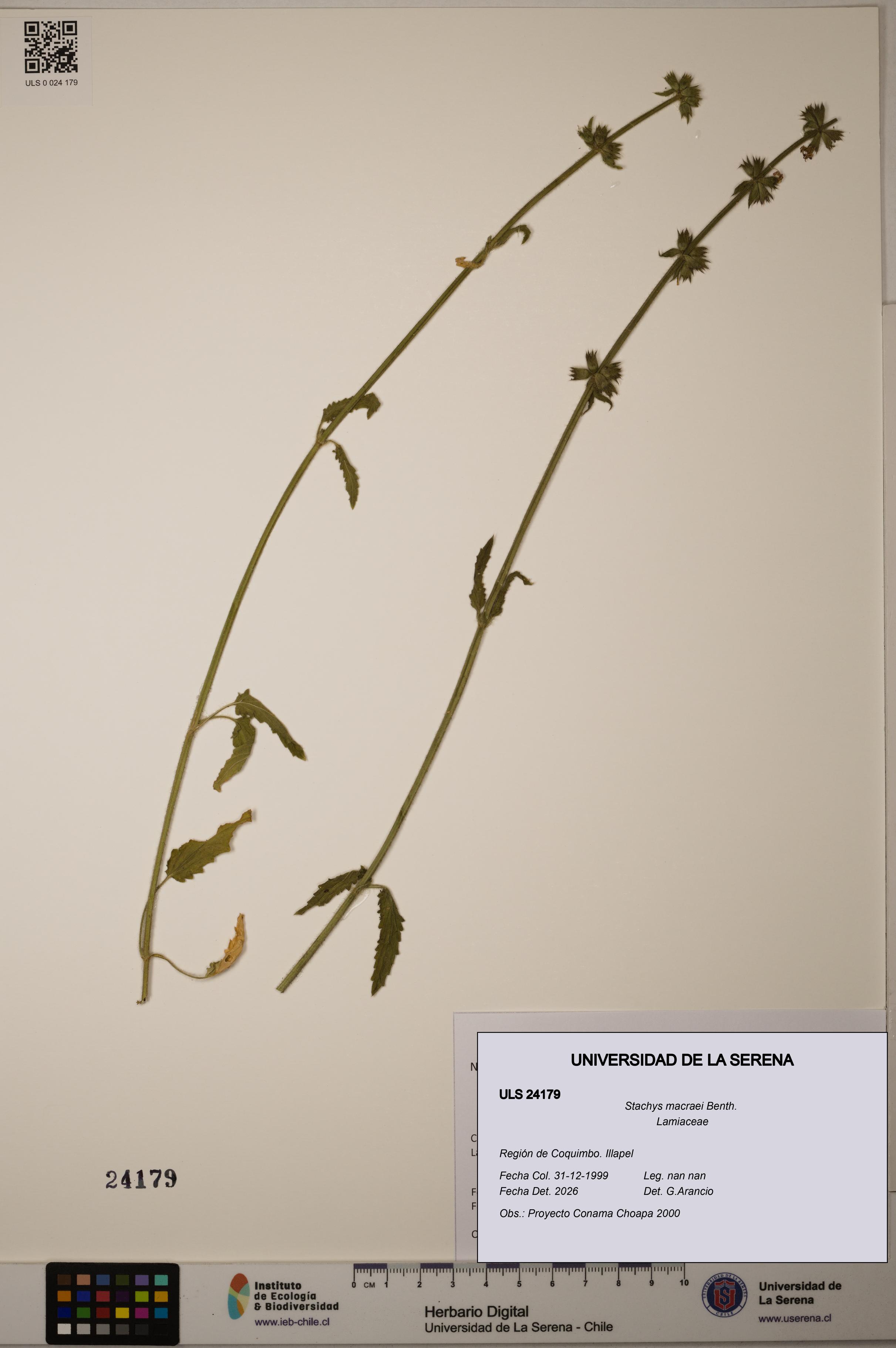 Stachys macraei [Espécimen: ULS:ULS:0024179]