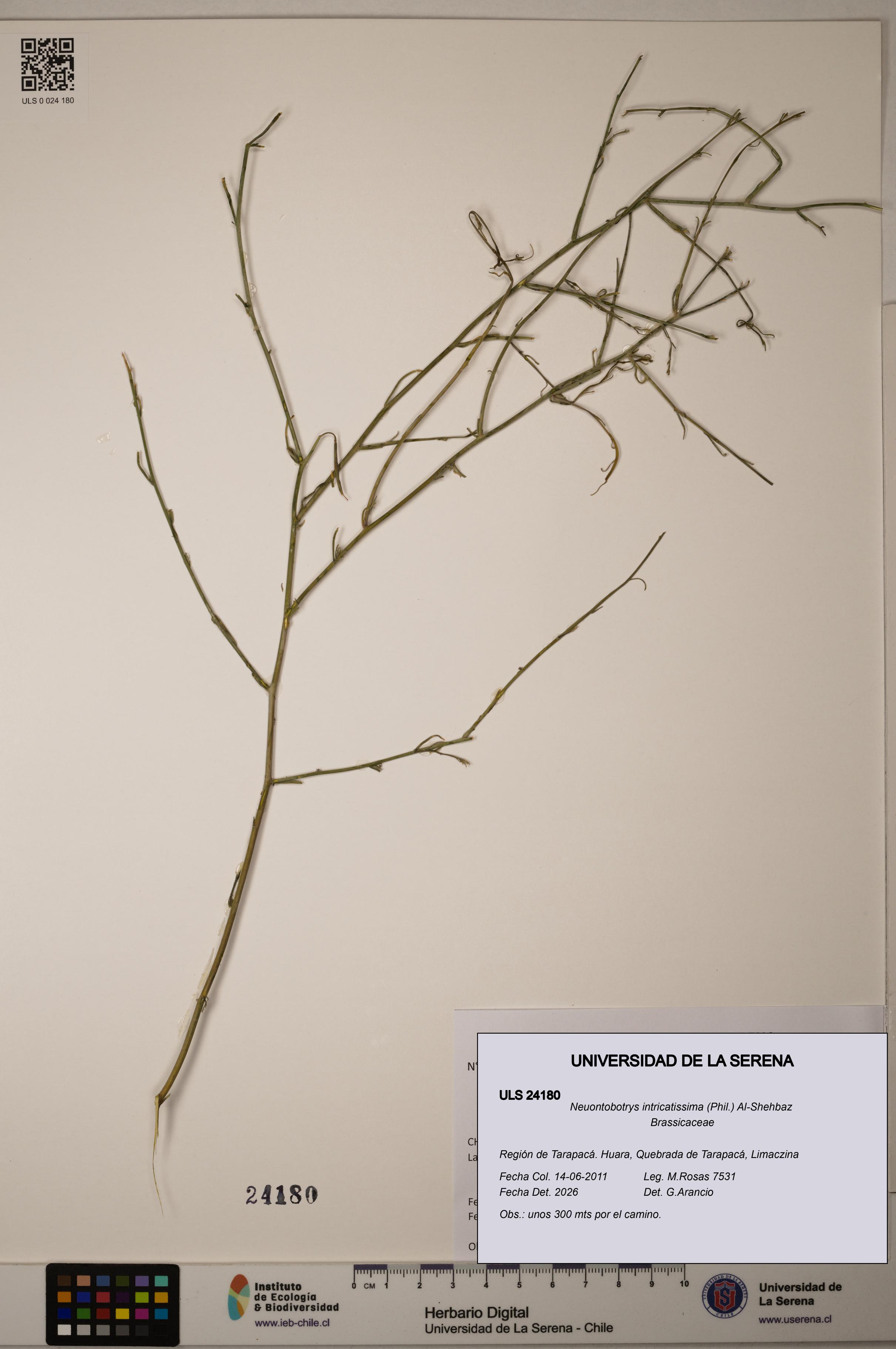 Neuontobotrys intricatissima [Espécimen: ]