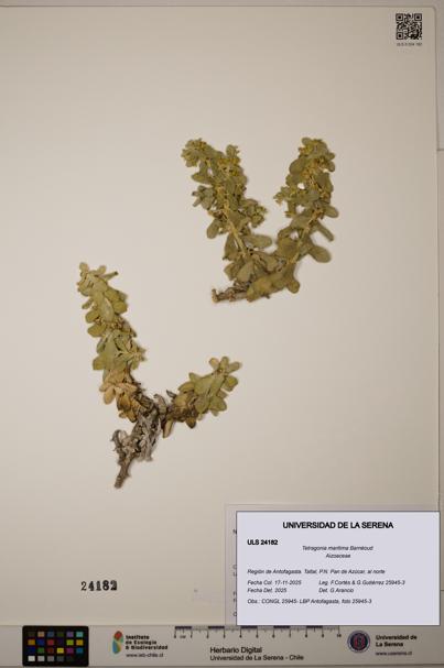Tetragonia maritima [Espécimen: ULS:ULS:0024182]