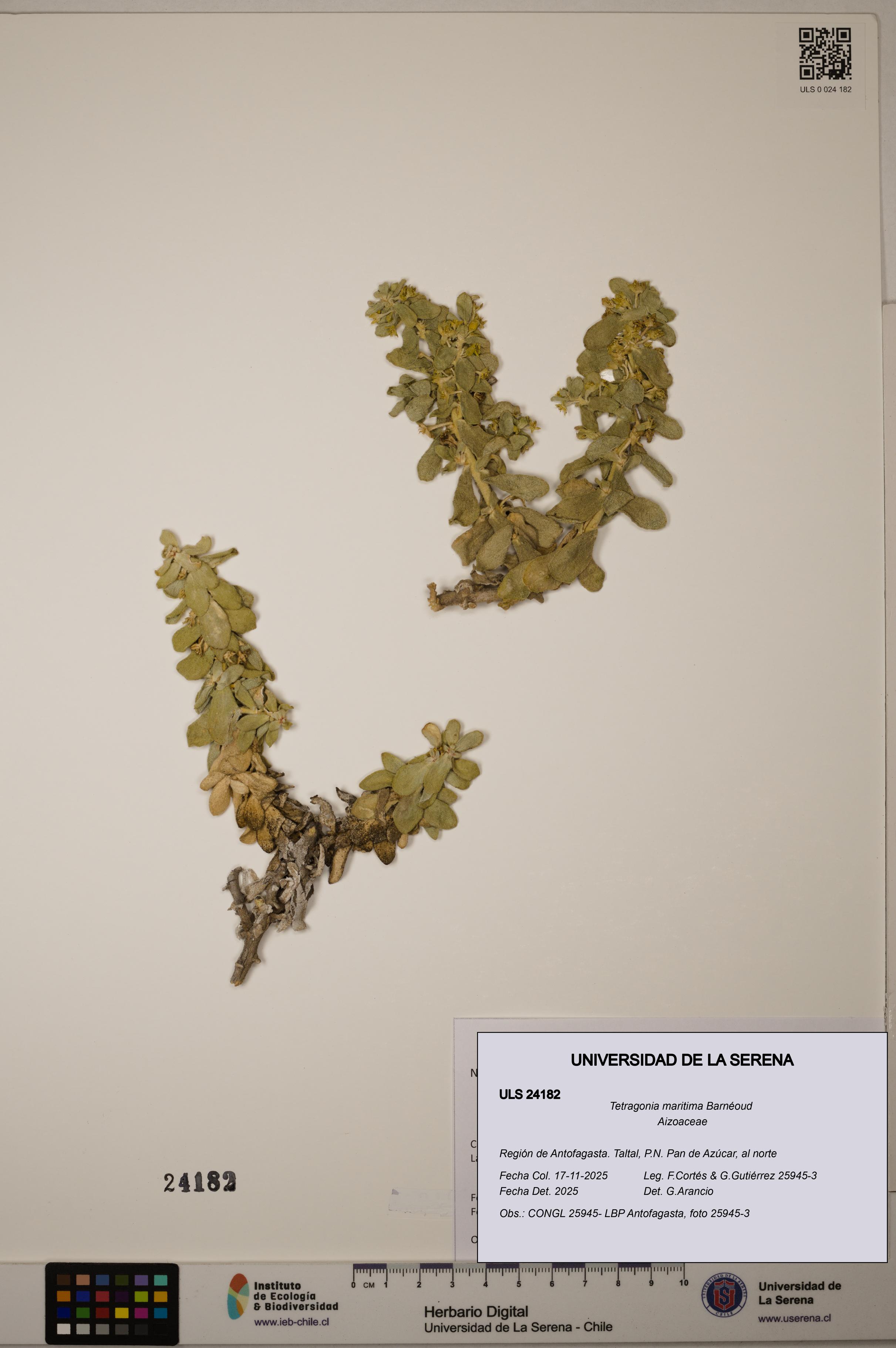 Tetragonia maritima [Espécimen: ULS:ULS:0024182]