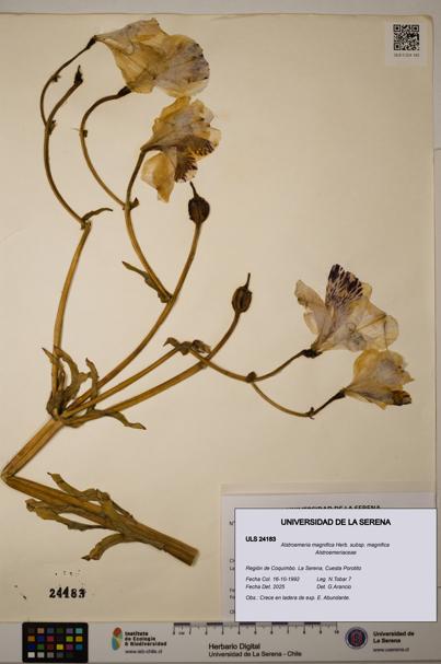 Alstroemeria magnifica subsp. magnifica [Espécimen: ULS:ULS:0024183]