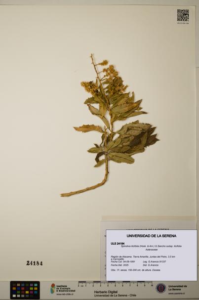 Spinoliva ilicifolia [Espécimen: ]