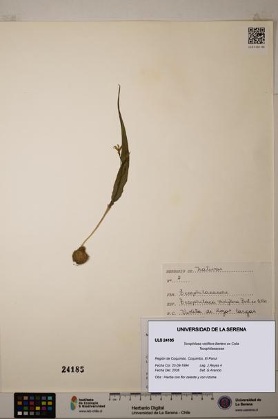 Tecophilaea violiflora [Espécimen: ]
