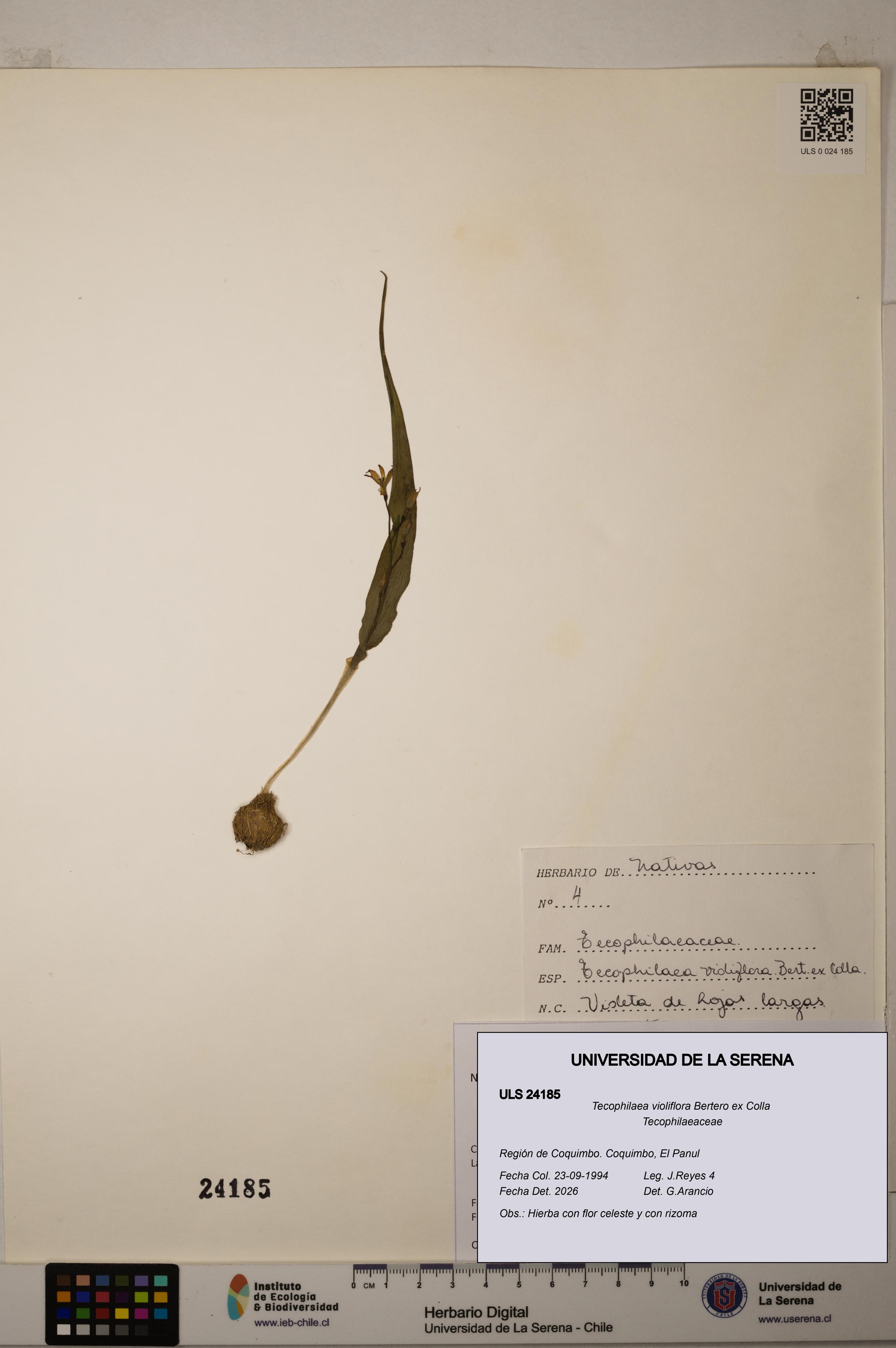 Tecophilaea violiflora [Espécimen: ]