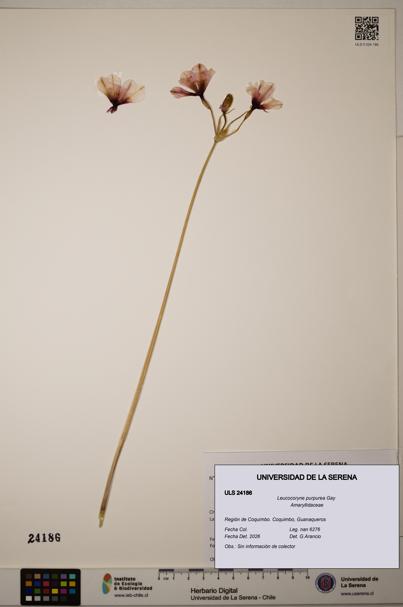 Leucocoryne purpurea [Espécimen: ULS:ULS:0024186]
