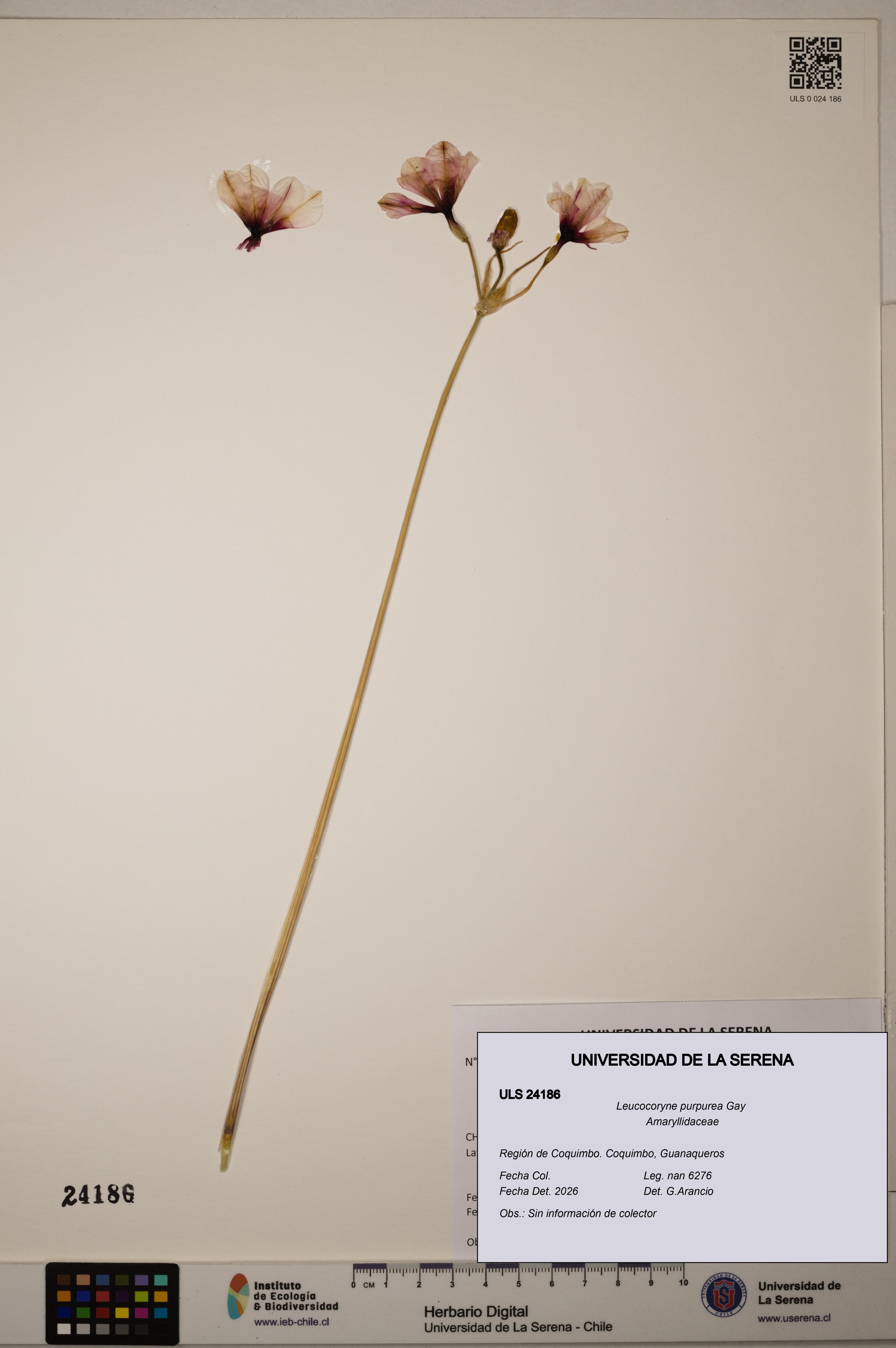 Leucocoryne purpurea [Espécimen: ULS:ULS:0024186]