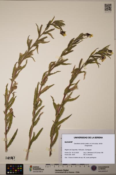 Oenothera stricta subsp. stricta [Espécimen: ULS:ULS:0024187]