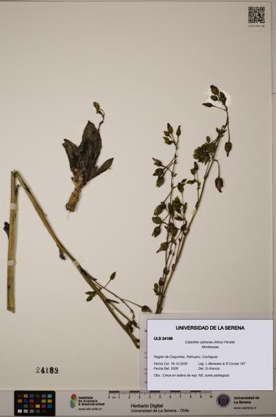 Cistanthe cabrerae [Espécimen: ULS:ULS:0024188]