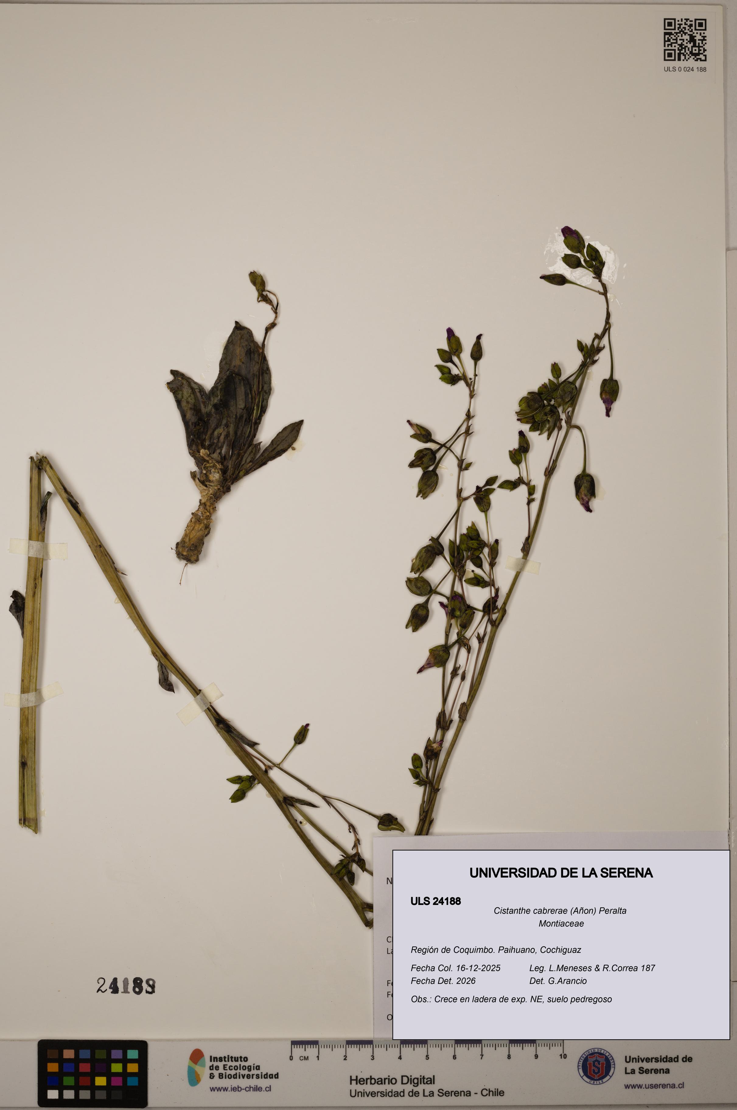 Cistanthe cabrerae [Espécimen: ULS:ULS:0024188]