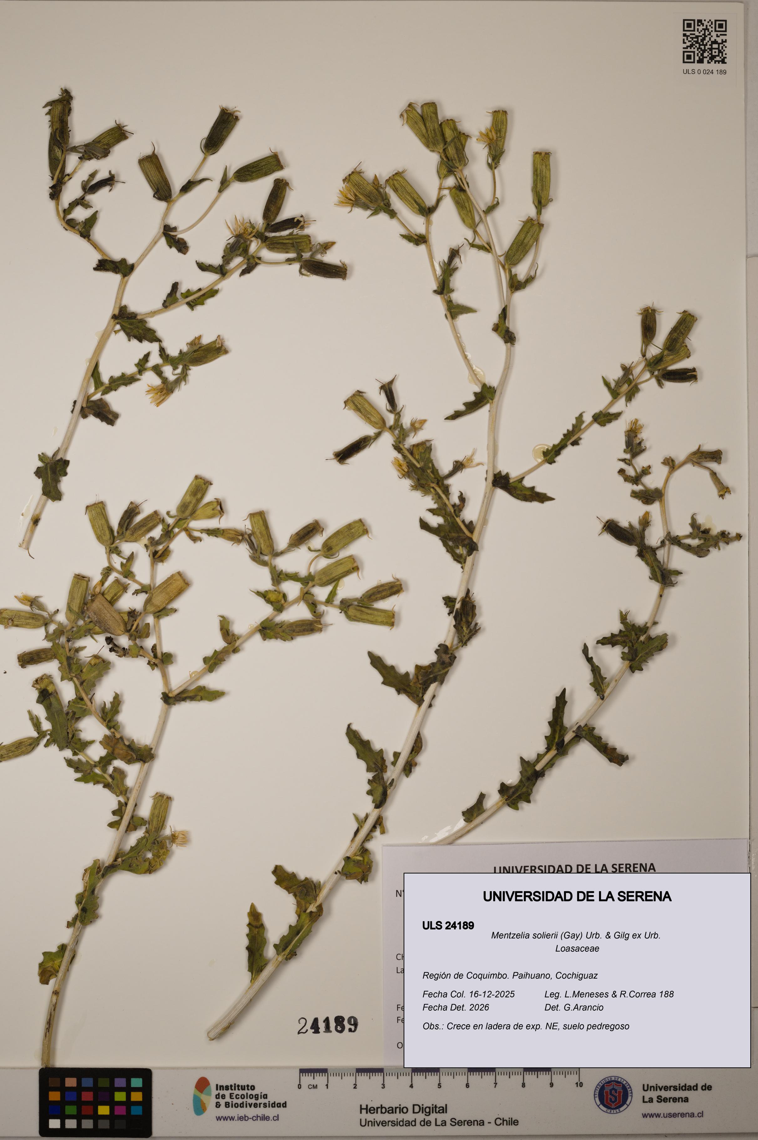 Mentzelia solierii [Espécimen: ULS:ULS:0024189]