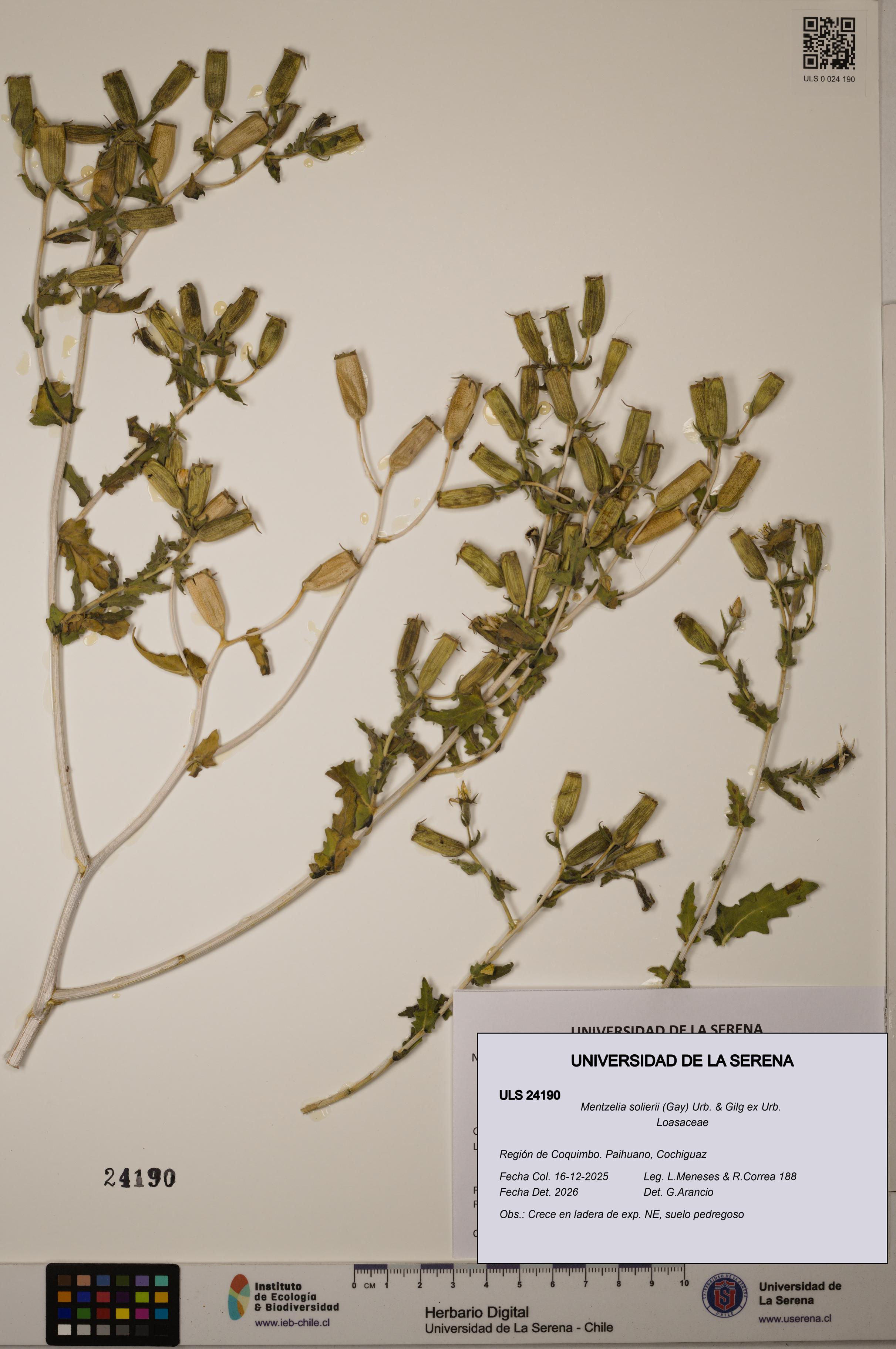 Mentzelia solierii [Espécimen: ULS:ULS:0024190]