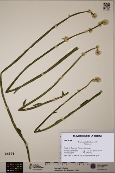 Baccharis sagittalis [Espécimen: ULS:ULS:0024191]