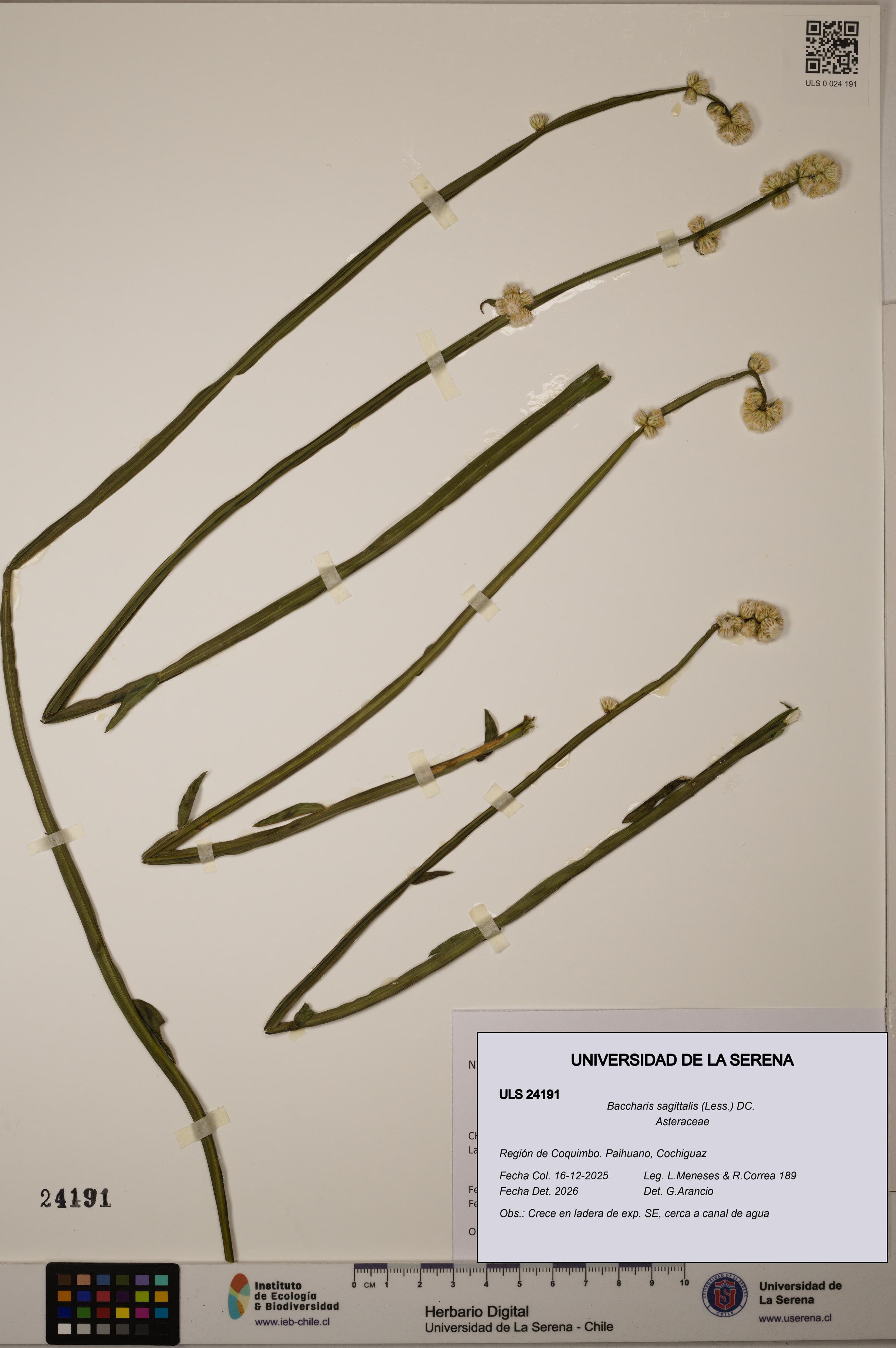 Baccharis sagittalis [Espécimen: ULS:ULS:0024191]
