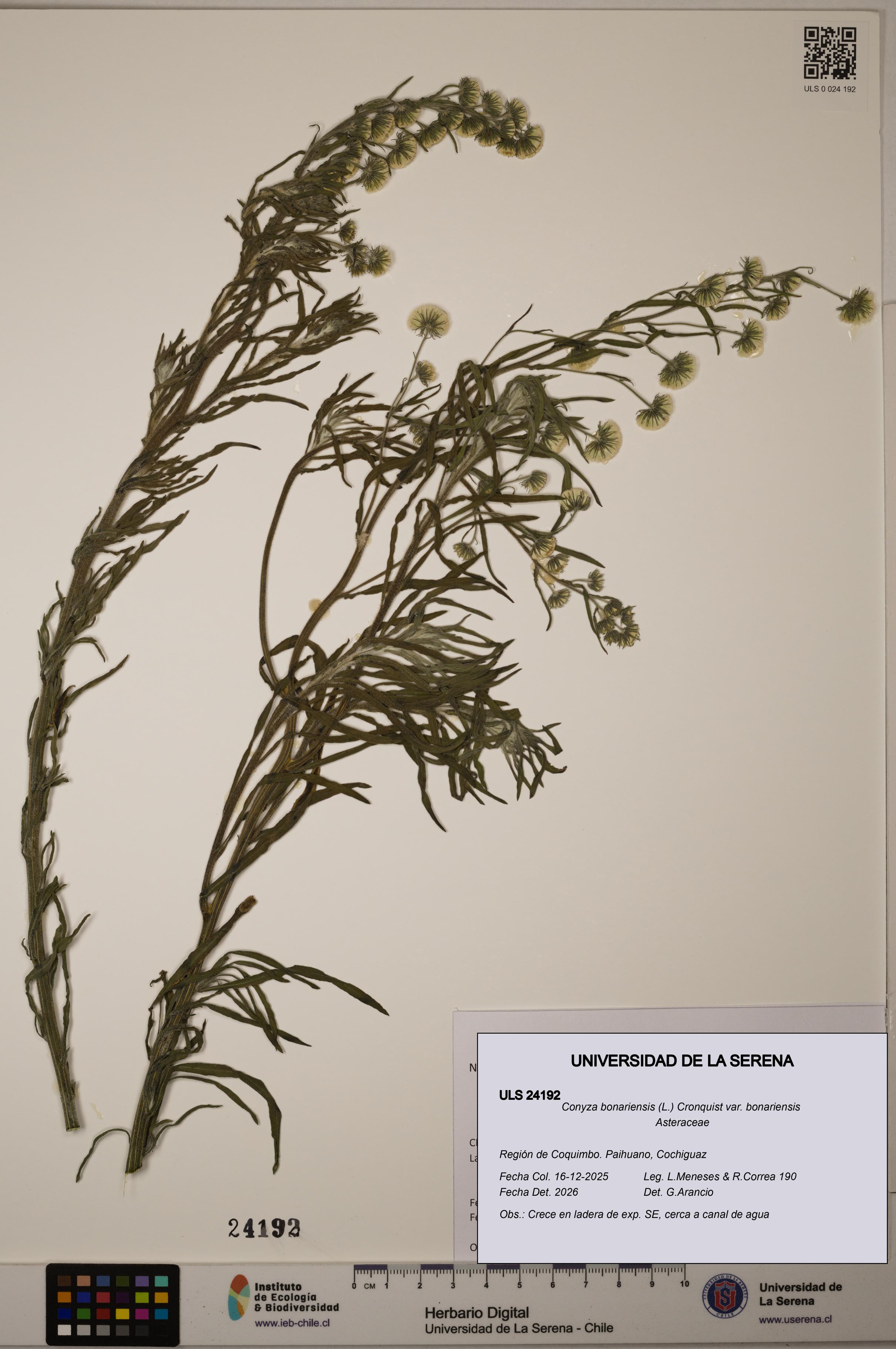 Conyza bonariensis [Espécimen: ULS:ULS:0024192]