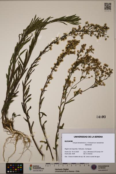 Conyza bonariensis [Espécimen: ULS:ULS:0024193]