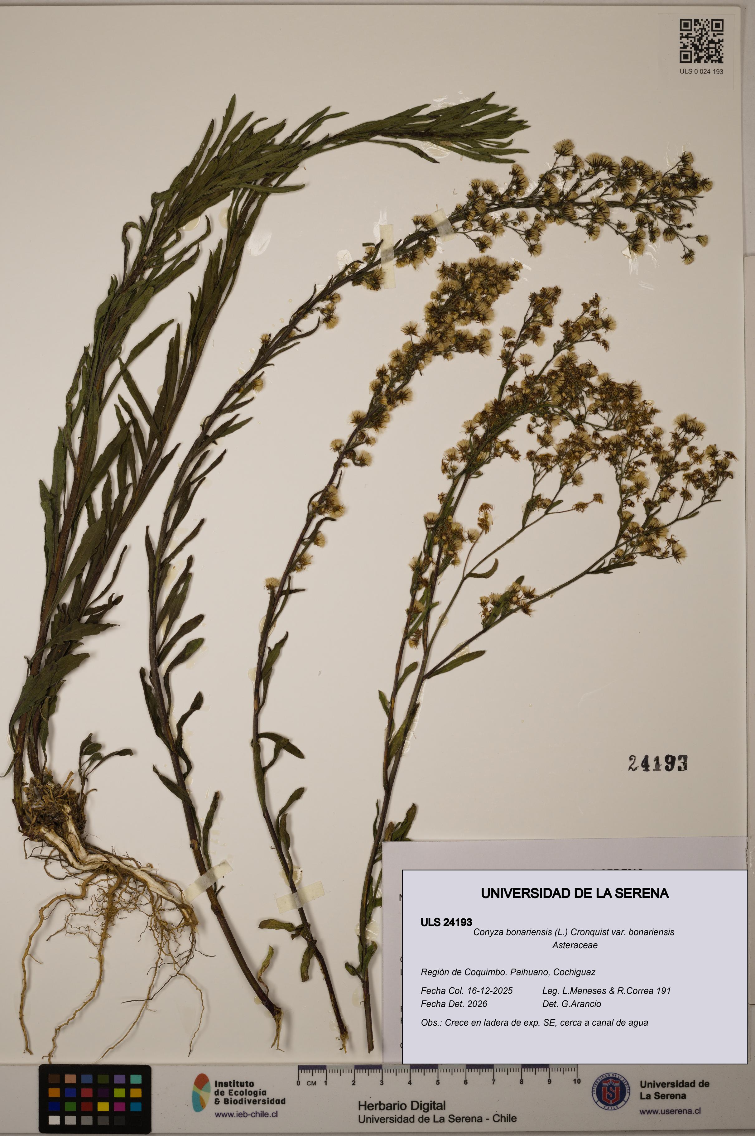 Conyza bonariensis [Espécimen: ULS:ULS:0024193]