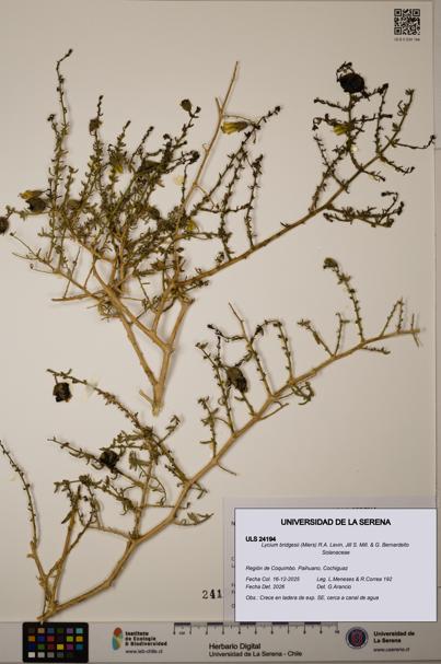 Lycium bridgesii [Espécimen: ULS:ULS:0024194]