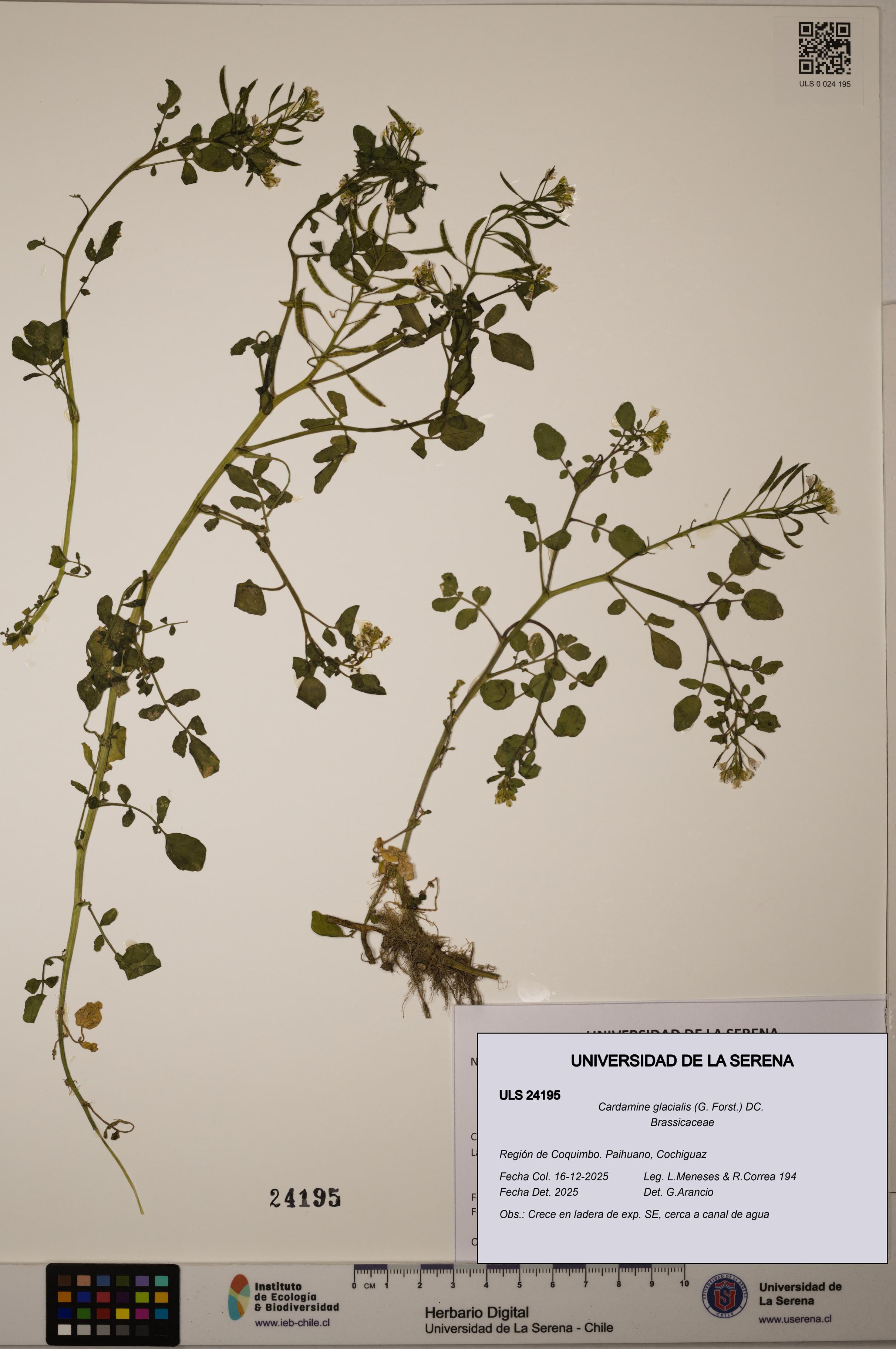 Cardamine glacialis [Espécimen: ULS:ULS:0024195]
