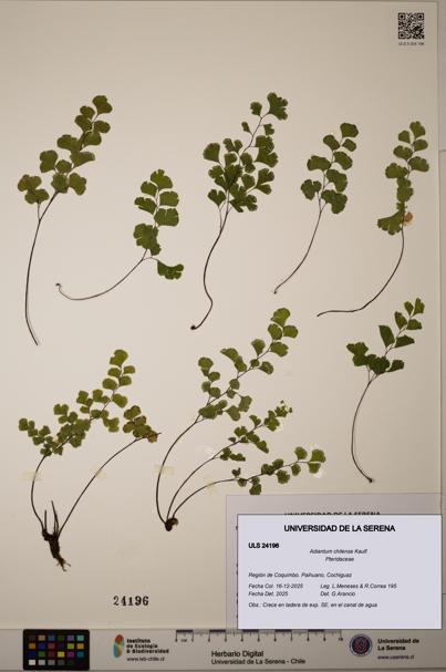 Adiantum chilense [Espécimen: ULS:ULS:0024196]