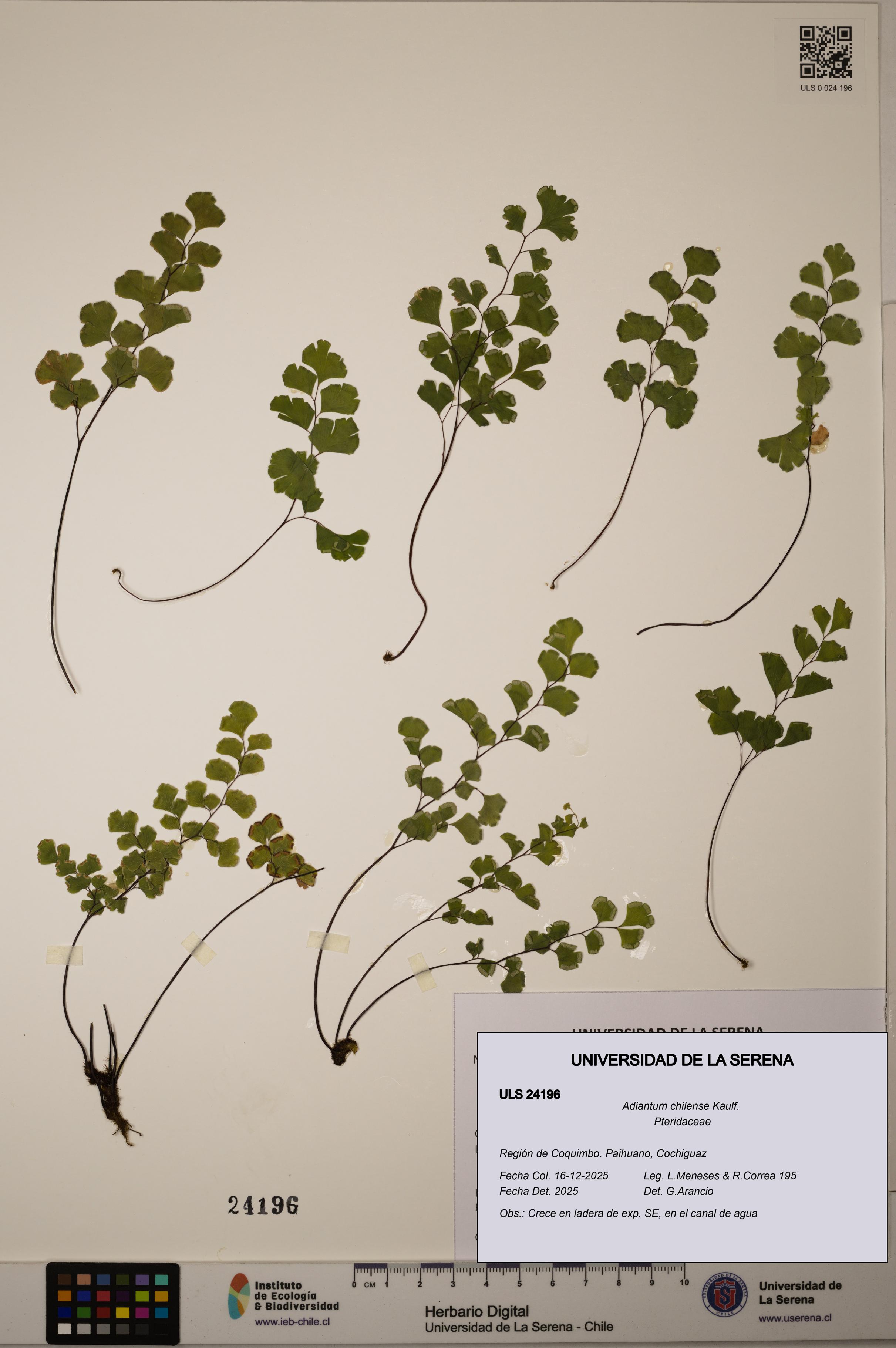 Adiantum chilense [Espécimen: ULS:ULS:0024196]