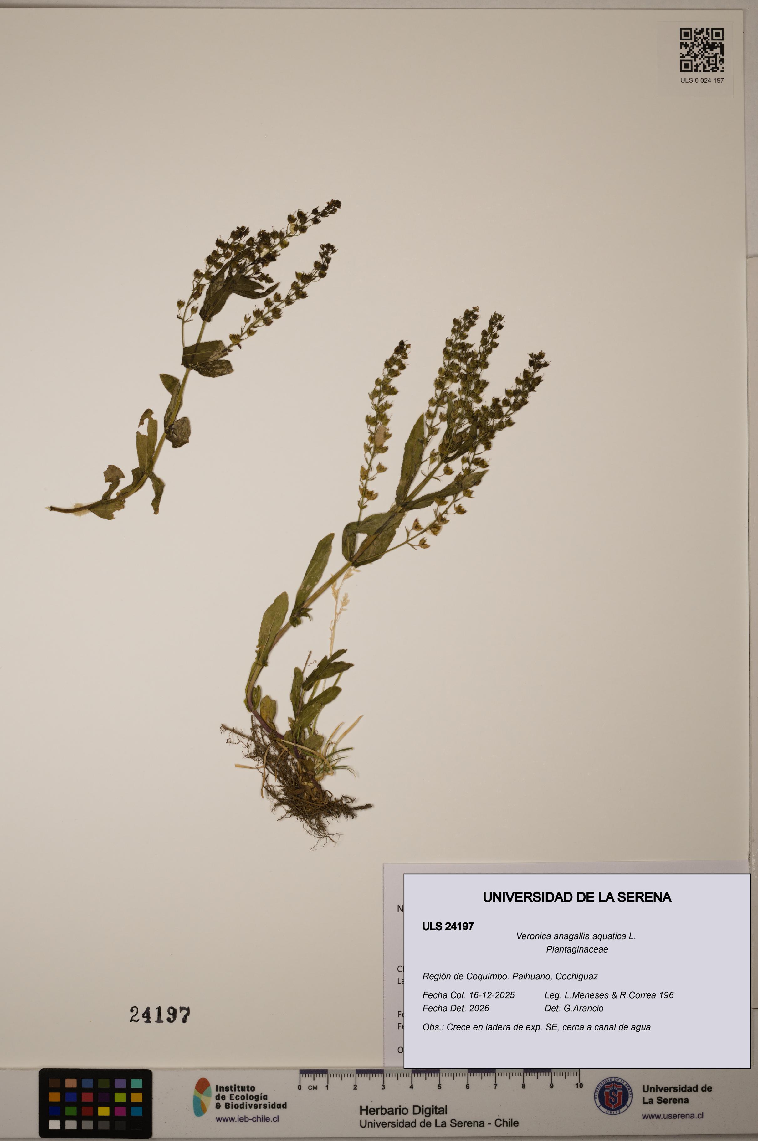 Veronica anagallis-aquatica [Espécimen: ULS:ULS:0024197]