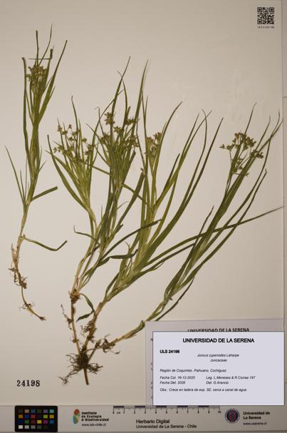 Juncus cyperoides [Espécimen: ULS:ULS:0024198]