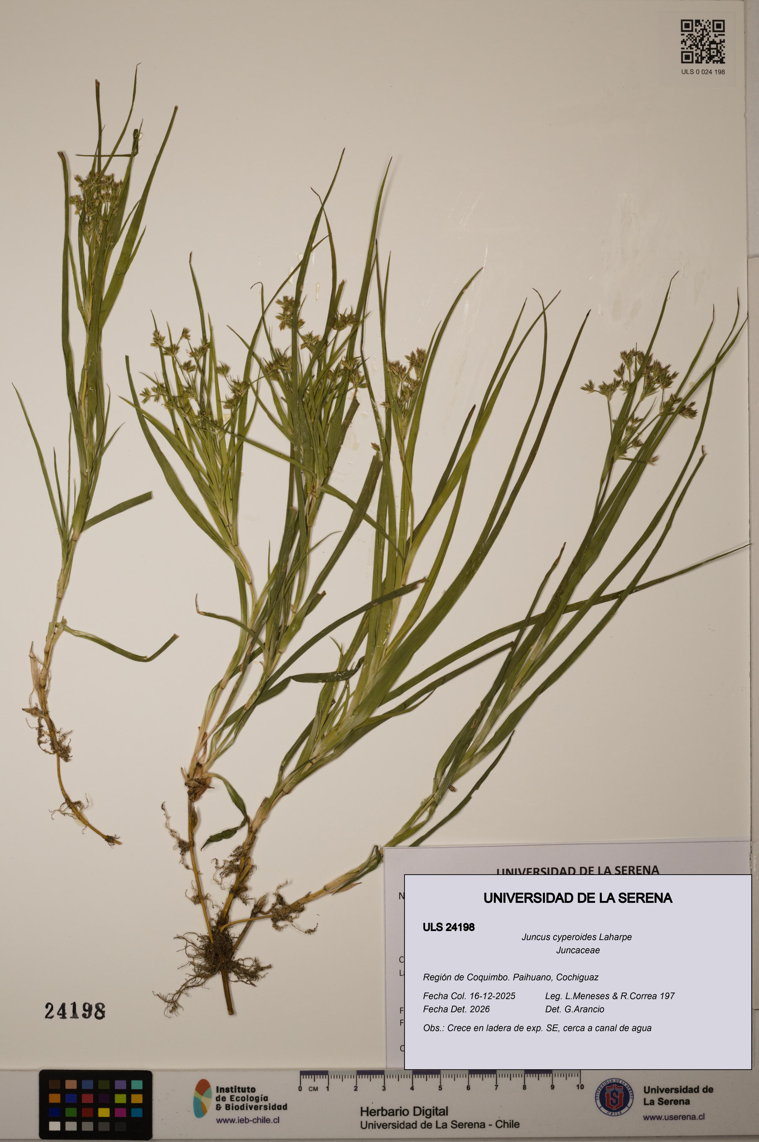 Juncus cyperoides [Espécimen: ULS:ULS:0024198]