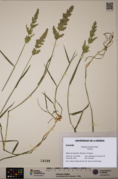 Polypogon australis [Espécimen: ULS:ULS:0024199]