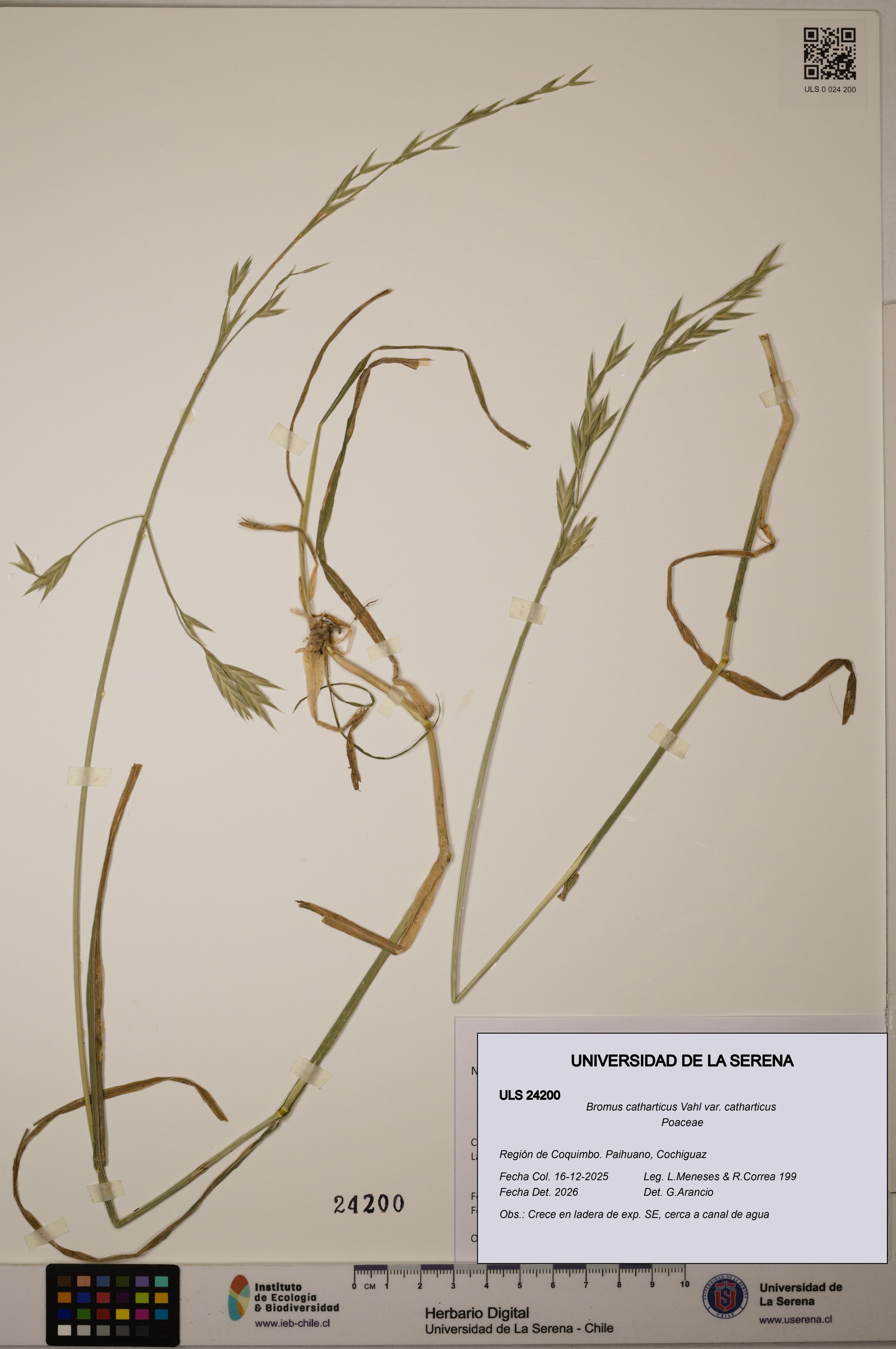 Bromus catharticus [Espécimen: ULS:ULS:0024200]