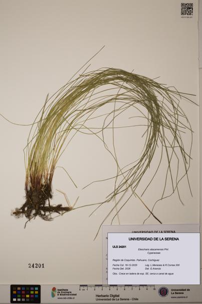 Eleocharis atacamensis [Espécimen: ]