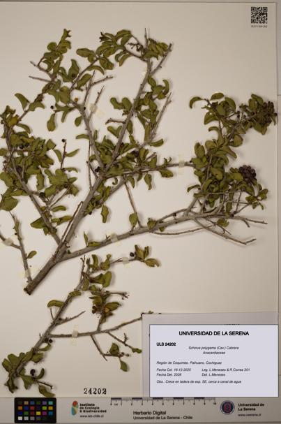 Schinus polygama [Espécimen: ULS:ULS:0024202]
