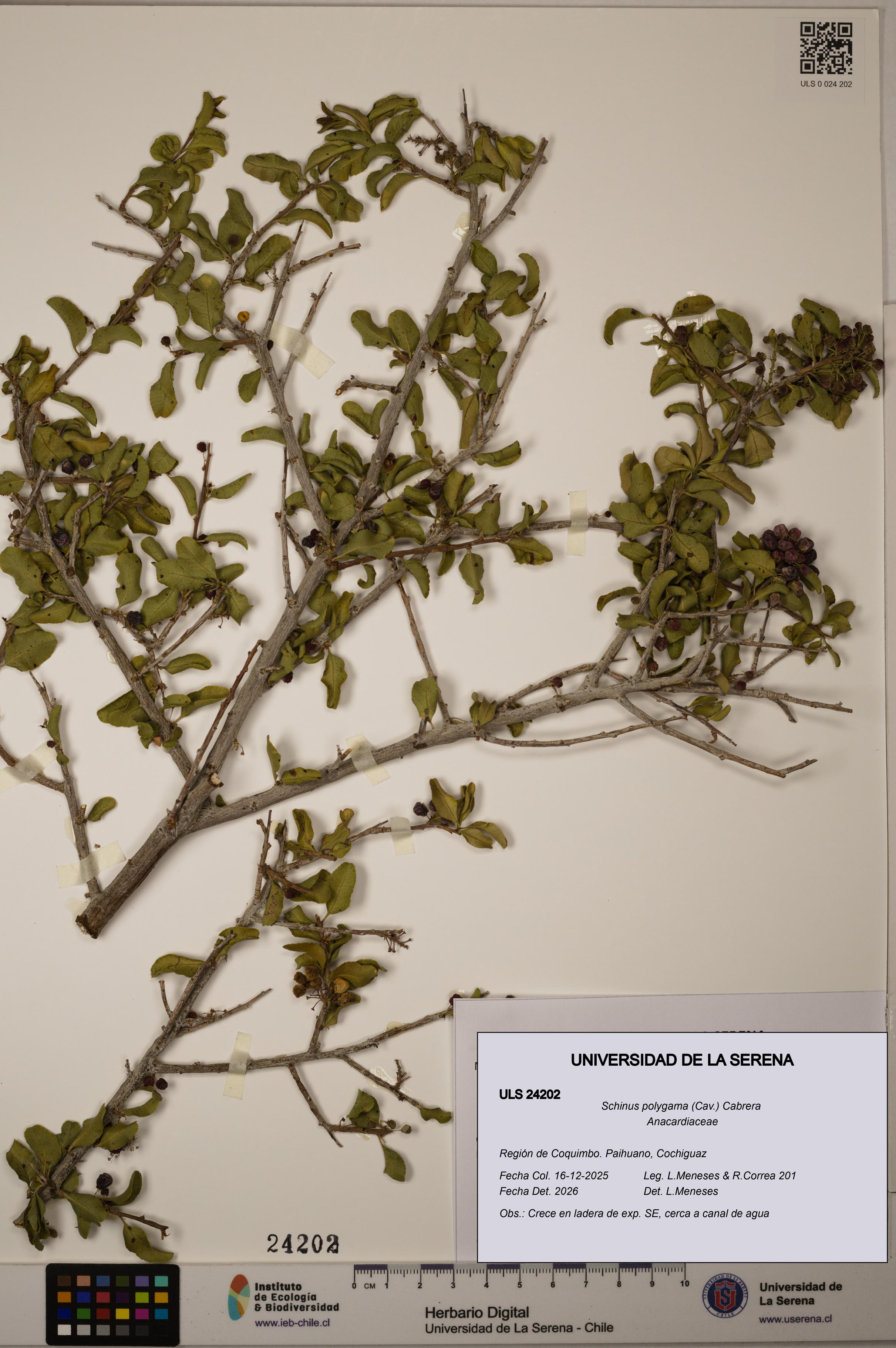 Schinus polygama [Espécimen: ULS:ULS:0024202]