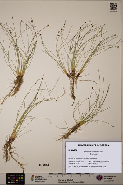 Eleocharis atacamensis [Espécimen: ]